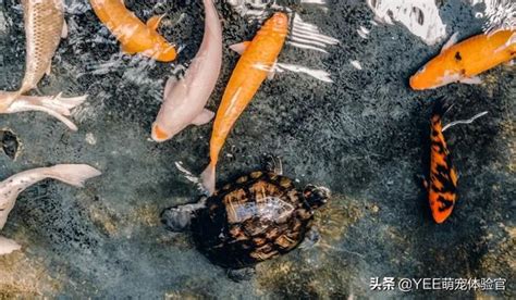 養魚要注意什麼|養魚入門：13技巧及飼養注意